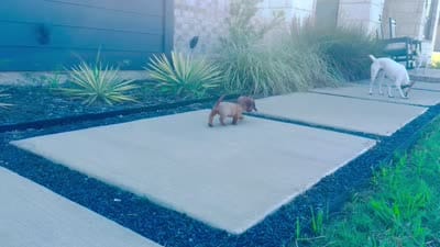 Liam, a male Miniature Dachshund for sale in Terrell, TX – 10 of 10