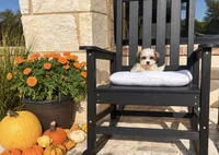 Tiffany,, a female Shihpoo for sale in Terrell, TX – 3 of 8
