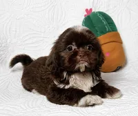 Drake , a male Shih Tzu for sale in Terrell, TX – 8 of 8