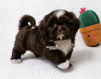 Drake , a male Shih Tzu for sale in Terrell, TX – 4 of 8