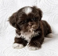 Drake , a male Shih Tzu for sale in Terrell, TX – 6 of 8