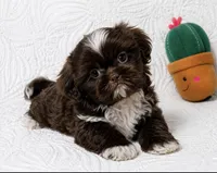 Drake , a male Shih Tzu for sale in Terrell, TX – 3 of 8