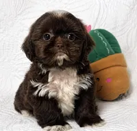Drake , a male Shih Tzu for sale in Terrell, TX – 7 of 8