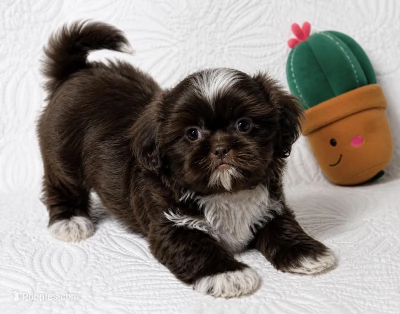 Drake  – Shih Tzu puppy for sale in Terrell, TX