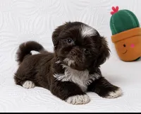 Drake , a male Shih Tzu for sale in Terrell, TX – 2 of 8