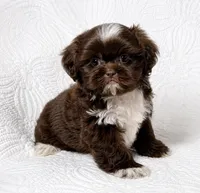 Drake , a male Shih Tzu for sale in Terrell, TX – 5 of 8