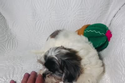 Blue, a male Shihpoo for sale in Terrell, TX – 7 of 8