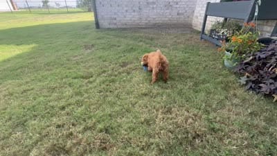 Tara, a female Miniature Goldendoodle for sale in Terrell, TX – 9 of 10