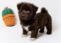 Mocha , a female Pomapoo and Poodle - Toy  for sale in Terrell, TX – 3 of 8