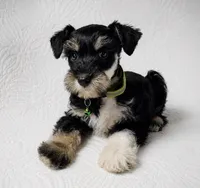 Molly , a female Miniature Schnauzer for sale in Terrell, TX – 4 of 8