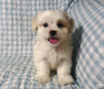 Tyson , a male Shihpoo for sale in Terrell, TX – 6 of 8