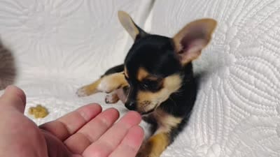Princess, a female Chihuahua for sale in Terrell, TX – 10 of 10