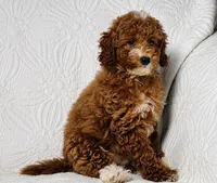 Cindy , a female Cockapoo for sale in Terrell, TX – 3 of 9
