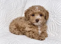 Duncan , a male Cockapoo for sale in Terrell, TX – 4 of 6