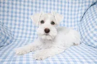 Kody , a male Miniature Schnauzer for sale in Terrell, TX – Photo 1 of 4
