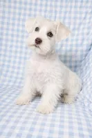 Kody , a male Miniature Schnauzer for sale in Terrell, TX – Photo 4 of 4