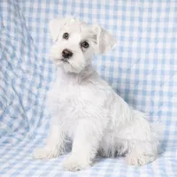 Kody , a male Miniature Schnauzer for sale in Terrell, TX – Photo 2 of 4