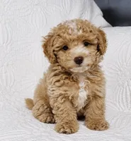 Duncan , a male Cockapoo for sale in Terrell, TX – 2 of 6