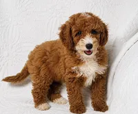 Rosie , a female Cockapoo for sale in Terrell, TX – 3 of 7