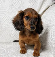 Lexie, a female Miniature Dachshund for sale in Terrell, TX – 4 of 7