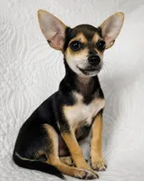 Telly , a male Chihuahua for sale in Terrell, TX – 5 of 6