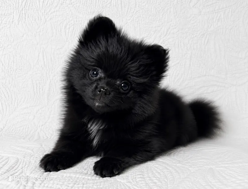 Licorice – Pomeranian puppy for sale in Terrell, TX