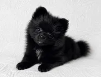 Licorice, a female Pomeranian for sale in Terrell, TX – 1 of 8