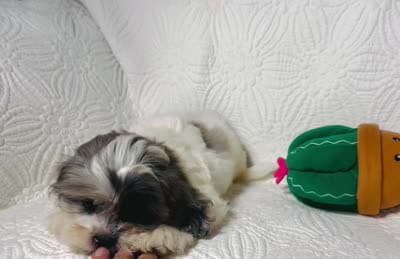 Blue, a male Shihpoo for sale in Terrell, TX – 6 of 8