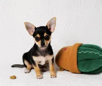 Princess, a female Chihuahua for sale in Terrell, TX – 8 of 10