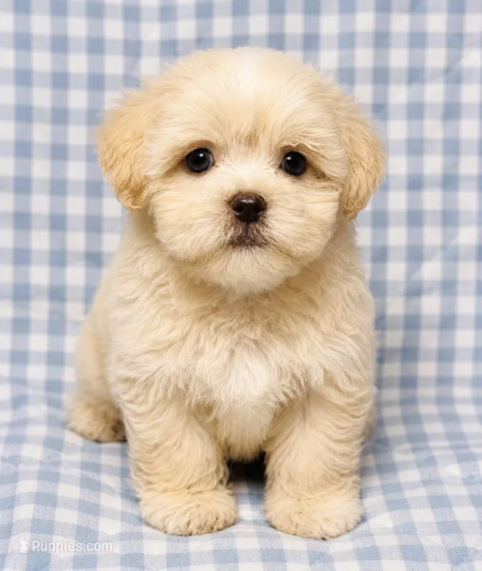 Maddie  – Shihpoo puppy for sale in Terrell, TX