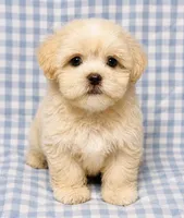 Maddie , a male Shihpoo for sale in Terrell, TX – 1 of 6