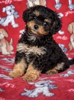 Charlie , a male Cavapoo for sale in Terrell, TX – Photo 3 of 5