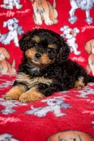 Charlie , a male Cavapoo for sale in Terrell, TX – Photo 4 of 5