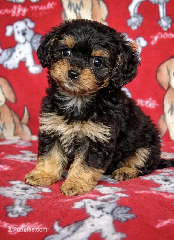 Charlie  – Cavapoo puppy for sale in Terrell, TX