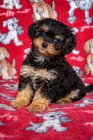 Charlie , a male Cavapoo for sale in Terrell, TX – Photo 5 of 5