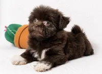 Mocha , a female Pomapoo and Poodle - Toy  for sale in Terrell, TX – 4 of 8