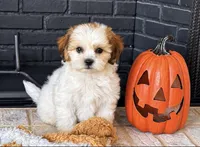 Tate , a male Shihpoo for sale in Terrell, TX – 3 of 10