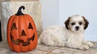 Tate , a male Shihpoo for sale in Terrell, TX – 8 of 10