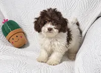 Jack, a male Cockapoo for sale in Terrell, TX – 5 of 8