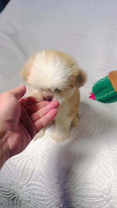 Princess , a female Shih Tzu for sale in Terrell, TX – 8 of 8