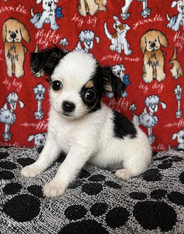 Minnie  – Chihuahua puppy for sale in Terrell, TX