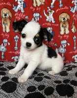 Minnie , a female Chihuahua for sale in Terrell, TX – Photo 1 of 4