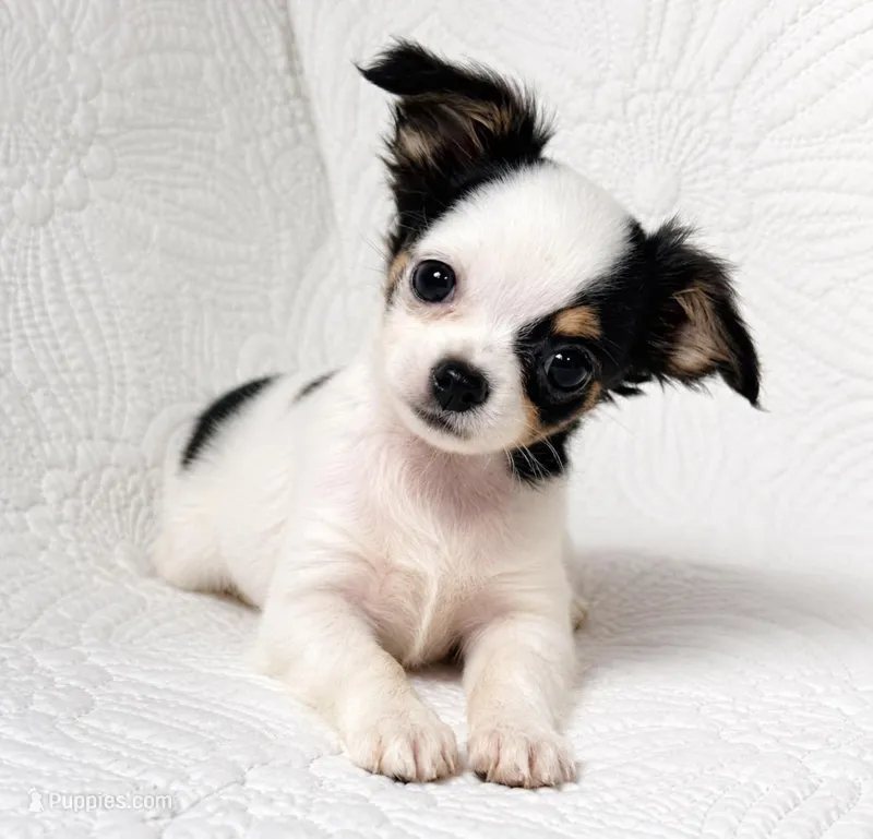 Minnie  – Chihuahua puppy for sale in Terrell, TX