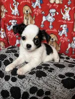 Minnie , a female Chihuahua for sale in Terrell, TX – Photo 4 of 4