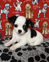 Minnie , a female Chihuahua for sale in Terrell, TX – Photo 2 of 4