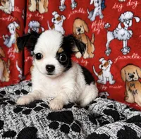 Minnie , a female Chihuahua for sale in Terrell, TX – Photo 3 of 4