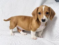 Hank , a male Miniature Dachshund for sale in Terrell, TX – 2 of 6