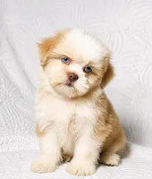 Princess , a female Shih Tzu for sale in Terrell, TX – 4 of 8