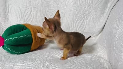 Timmy , a male Chihuahua for sale in Terrell, TX – 8 of 8