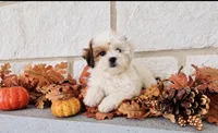 Abby , a female Shihpoo for sale in Terrell, TX – 3 of 10